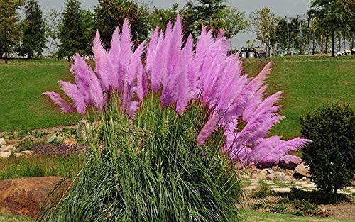 Pampas Grass Plant Seeds 150+ Flower Bonsai Seeds for Home Garden Decoration (Purple)