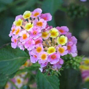 200Pcs Lantana Camara Flower Seeds,Rare Perennial Herb Gorgeous Bonsai Tree Plant