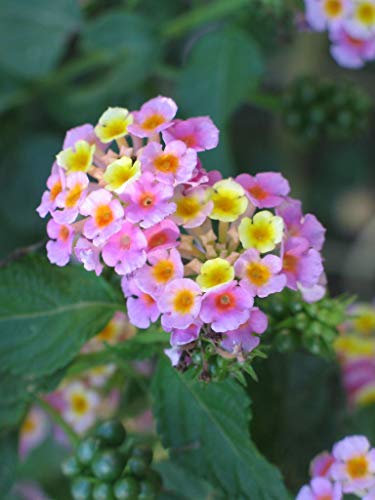 200Pcs Lantana Camara Flower Seeds,Rare Perennial Herb Gorgeous Bonsai Tree Plant