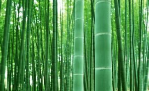 giant bamboo seeds for planting - 50+ seeds - grow giant bamboo, privacy screen, good for environment - ships from iowa