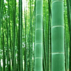 Giant Bamboo Seeds for Planting - 50+ Seeds - Grow Giant Bamboo, Privacy Screen, Good for Environment - Ships from Iowa