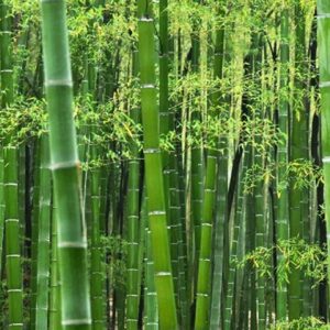 Giant Bamboo Seeds for Planting - 50+ Seeds - Grow Giant Bamboo, Privacy Screen, Good for Environment - Ships from Iowa