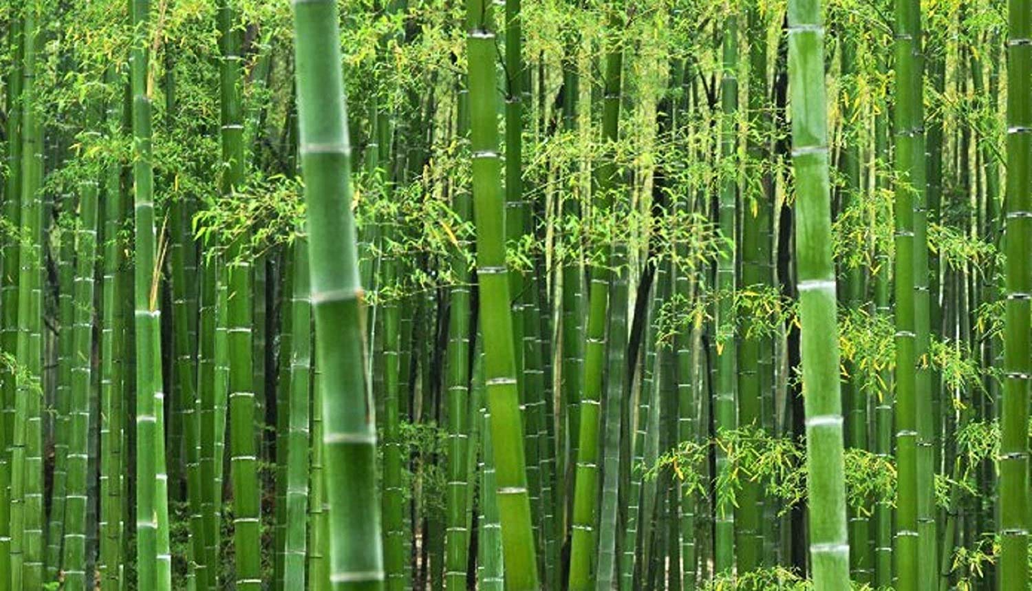 Giant Bamboo Seeds for Planting - 50+ Seeds - Grow Giant Bamboo, Privacy Screen, Good for Environment - Ships from Iowa