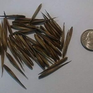 Giant Bamboo Seeds for Planting - 50+ Seeds - Grow Giant Bamboo, Privacy Screen, Good for Environment - Ships from Iowa