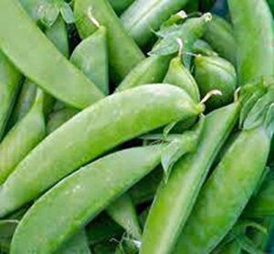 pea seed, sugar daddy snap pea, heirloom, non gmo, 50 seeds, perfect peas, country creek acres