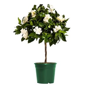 american plant exchange gardenia vetchii mini braided tree, 6-inch pot, indoor flowering plant, fragrant white blooms, moderate care live houseplant, perfect for porches, patios, & gardens