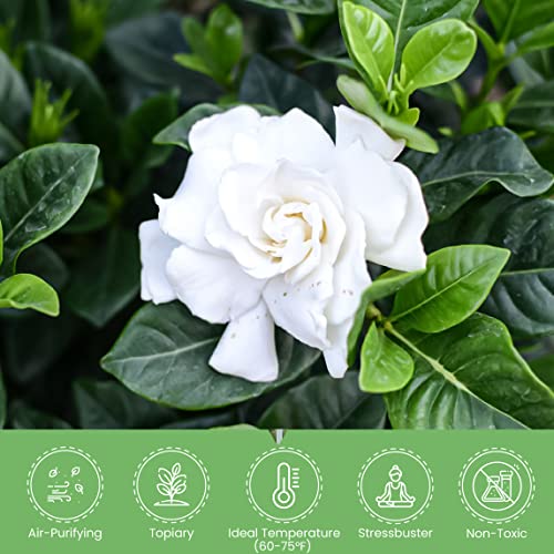 American Plant Exchange Gardenia Vetchii Mini Braided Tree, 6-Inch Pot, Indoor Flowering Plant, Fragrant White Blooms, Moderate Care Live Houseplant, Perfect for Porches, Patios, & Gardens