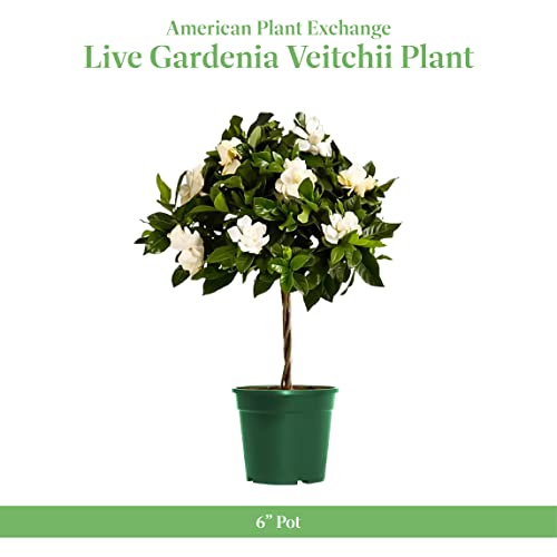 American Plant Exchange Gardenia Vetchii Mini Braided Tree, 6-Inch Pot, Indoor Flowering Plant, Fragrant White Blooms, Moderate Care Live Houseplant, Perfect for Porches, Patios, & Gardens