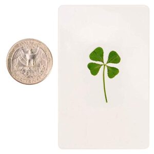 Real Four Leaf Clover Lucky Charm Party Favor Gift Saint Patrick's Day Handmade Greeting Card