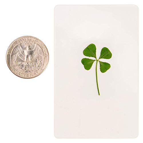 Real Four Leaf Clover Lucky Charm Party Favor Gift Saint Patrick's Day Handmade Greeting Card