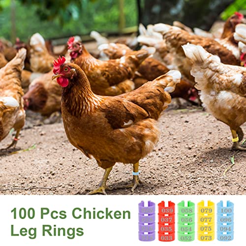 MEWTOGO 100 Pcs Chicken Leg Rings- Colorful Numbered Chicken Identification Leg Bands Poultry Leg Bands Clip on Leg Rings for Ducks Chicks Chicken Guinea Pigeons Goose Gamefowl Turkey (16mm)