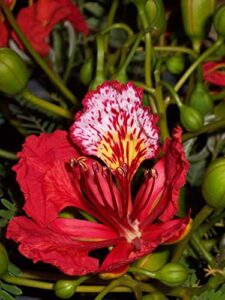 red flame flamboyant tree seeds royal poinciana delonix regia u.s. seller (10 seeds)
