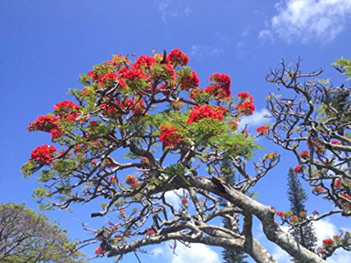 Red Flame Flamboyant Tree Seeds Royal Poinciana Delonix Regia U.S. Seller (10 Seeds)