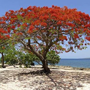 Red Flame Flamboyant Tree Seeds Royal Poinciana Delonix Regia U.S. Seller (10 Seeds)