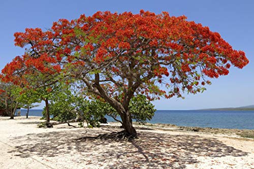 Red Flame Flamboyant Tree Seeds Royal Poinciana Delonix Regia U.S. Seller (10 Seeds)