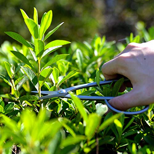 KAKURI Satsuki Bonsai Scissors 7" (180 mm) Professional Bonsai Tool, Japanese Stainless Steel, Silver, Made in JAPAN