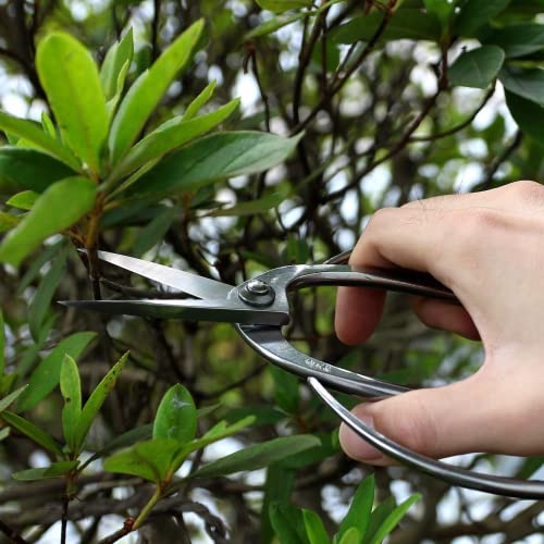 KAKURI Bonsai Trimming Scissors 7.2" (185 mm) Professional Bonsai Tool, Japanese A8 Stainless Steel, Silver, Made in JAPAN