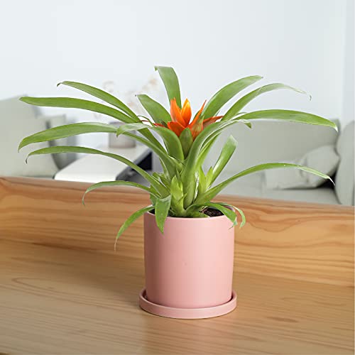 EtooCafe Planters for Indoor Plants Ceramic Flower Succulent Plant Pots with Drain Hole Saucer Decor for Home Office (6 inch Pink)