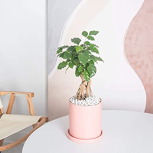 EtooCafe Planters for Indoor Plants Ceramic Flower Succulent Plant Pots with Drain Hole Saucer Decor for Home Office (6 inch Pink)