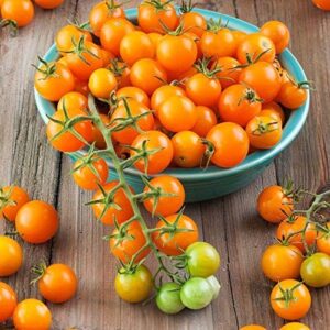 sun gold hybrid tomato seeds (40 seed pack)