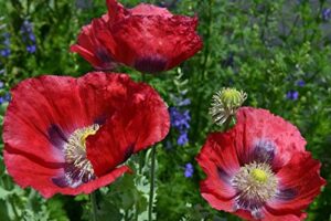 giant red poppy papaver somniferum premium seed packet