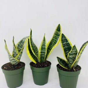 Superba Robusta Snake Plant - Sanseveria - 3 pack - Impossible to kill! - 4" Pot Gift