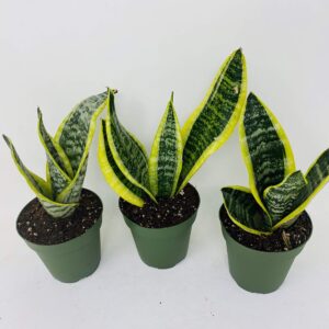 Superba Robusta Snake Plant - Sanseveria - 3 pack - Impossible to kill! - 4" Pot Gift