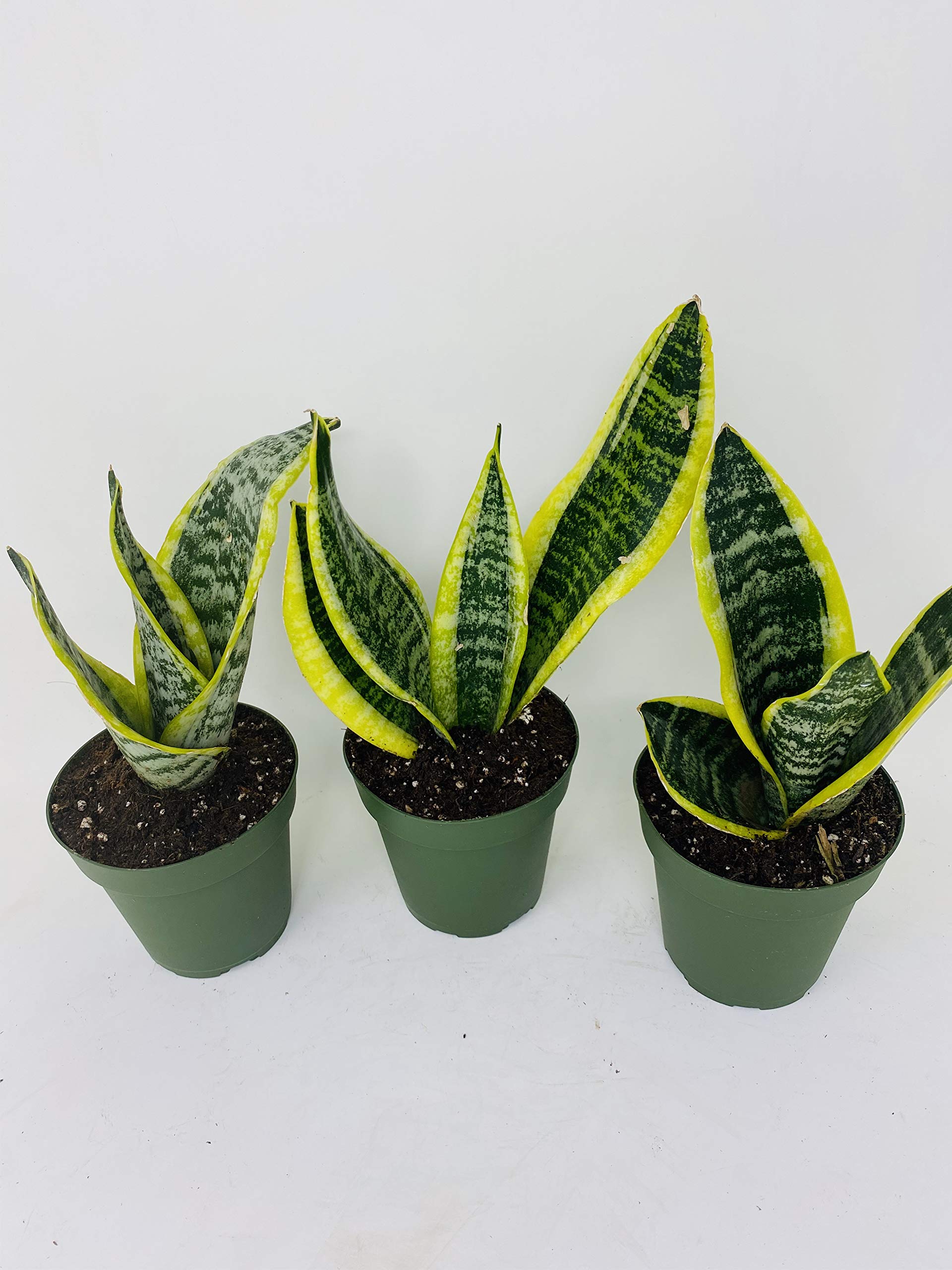 Superba Robusta Snake Plant - Sanseveria - 3 pack - Impossible to kill! - 4" Pot Gift