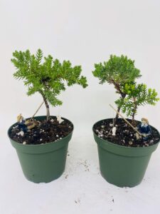 jmbamboo - two tree bonsai juniper garden 4'' pot with fishman