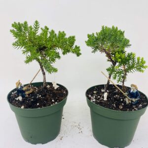 Jmbamboo - Two Tree Bonsai Juniper Garden 4'' Pot with Fishman