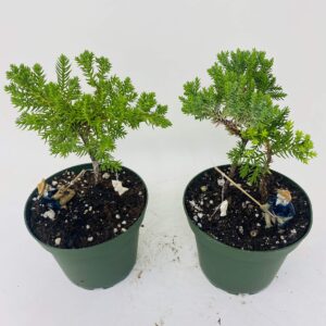 Jmbamboo - Two Tree Bonsai Juniper Garden 4'' Pot with Fishman