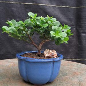 Natal Plum Bonsai Tree