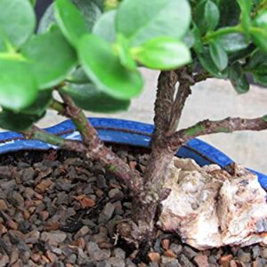 Natal Plum Bonsai Tree