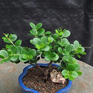 Natal Plum Bonsai Tree