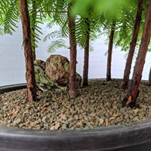 Redwood Forest Specimen Bonsai Tree