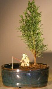 Italian Cypress Bonsai Tree Seeds for Planting | 50 Seeds | Exotic Evergreen Tree Seeds to Grow, Great for Bonsai, Evergreen