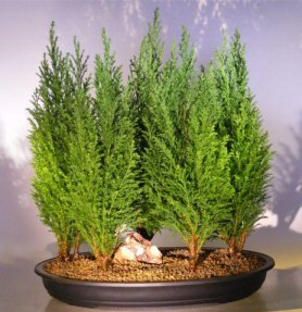 italian cypress bonsai tree seeds for planting | 50 seeds | exotic evergreen tree seeds to grow, great for bonsai, evergreen