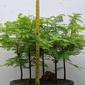 5 Tree Redwood Forest Bonsai Tree