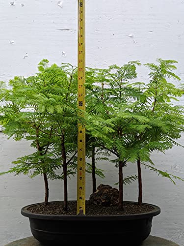 5 Tree Redwood Forest Bonsai Tree