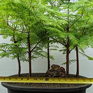 5 Tree Redwood Forest Bonsai Tree