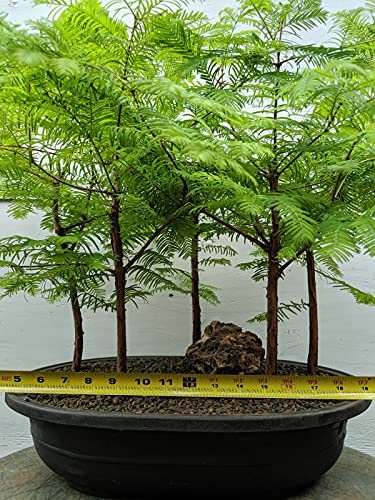 5 Tree Redwood Forest Bonsai Tree