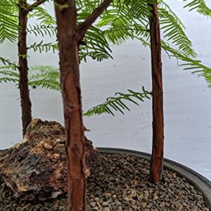 5 Tree Redwood Forest Bonsai Tree