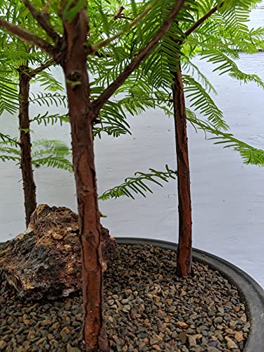 5 Tree Redwood Forest Bonsai Tree