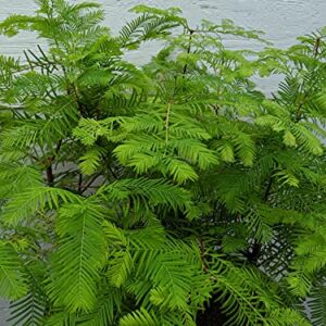 5 Tree Redwood Forest Bonsai Tree