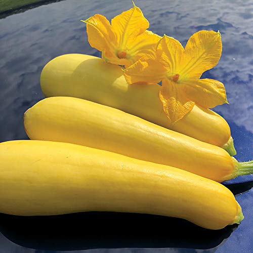 Park Seed Smooth Criminal Yellow Squash, Pack of 20 Seeds