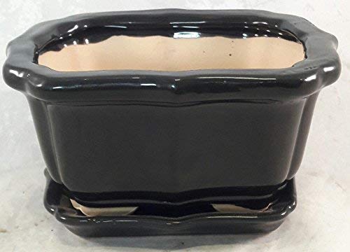 Bonsai Tree Pot black 6 Inch Bonsai Pots with Trays- unique from Jmbamboo