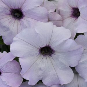 outsidepride easy wave spreading petunia silver garden flowers for hanging baskets, pots, containers, beds - 15 seeds