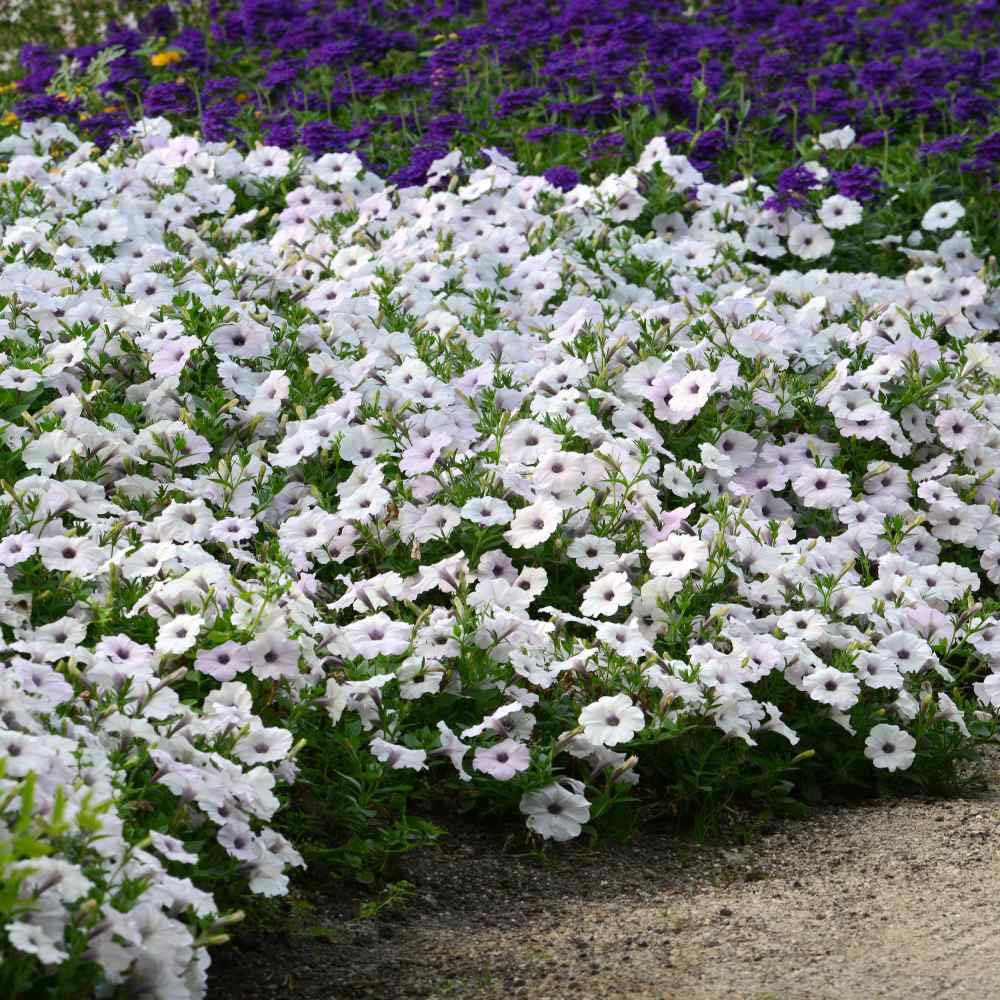 Outsidepride Easy Wave Spreading Petunia Silver Garden Flowers for Hanging Baskets, Pots, Containers, Beds - 15 Seeds