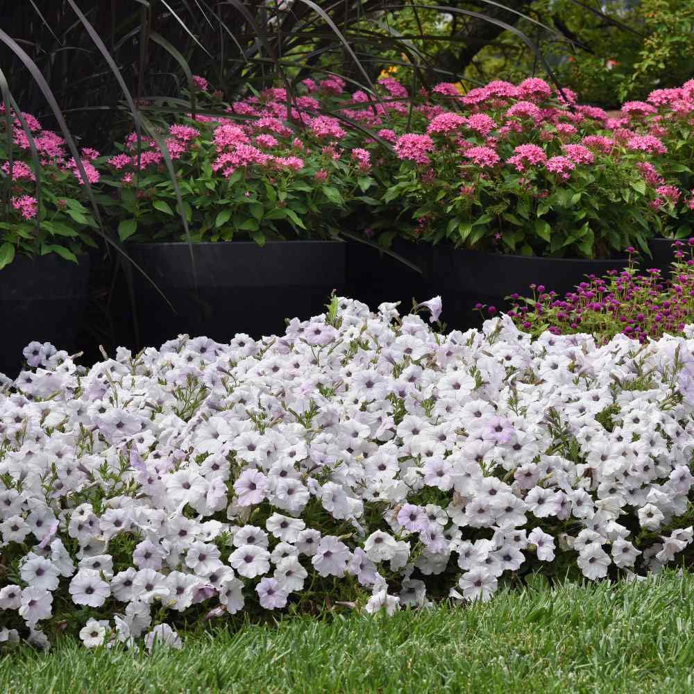 Outsidepride Easy Wave Spreading Petunia Silver Garden Flowers for Hanging Baskets, Pots, Containers, Beds - 15 Seeds