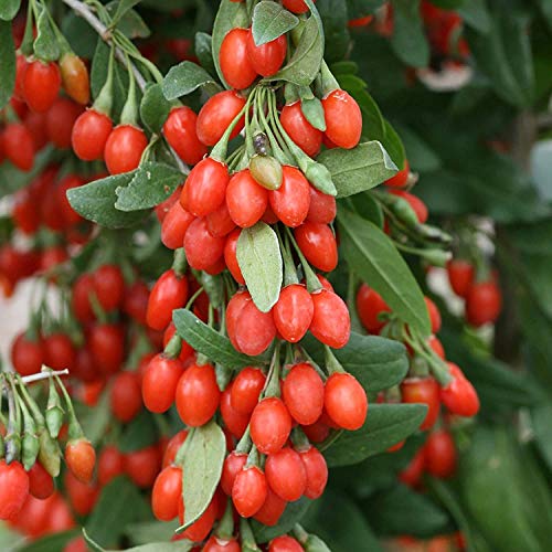 Goji Berry Seeds to Grow - 10 Seeds - Grow an Exotic Fruit Bearing Tree - So Fun. Mustr Try!